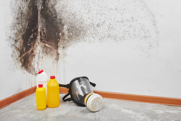 Best Residential Mold Remediation in Gun Barrel City, TX