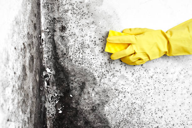 Best Health and Safety Mold Remediation in Gun Barrel City, TX