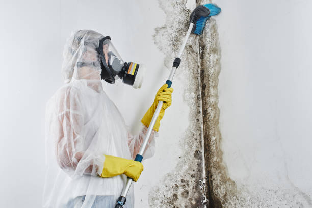 Best Post-Flood Mold Remediation in Gun Barrel City, TX