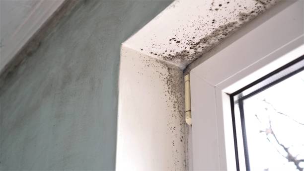 Best Mold Remediation for Specific Building Types in Gun Barrel City, TX
