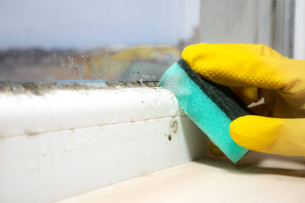 Best Mold Remediation for Schools in Gun Barrel City, TX