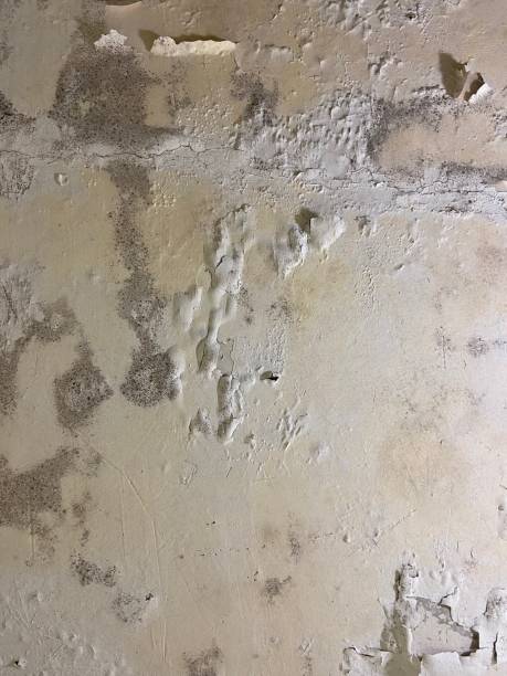 Best Mold Testing and Inspection Services in Gun Barrel City, TX