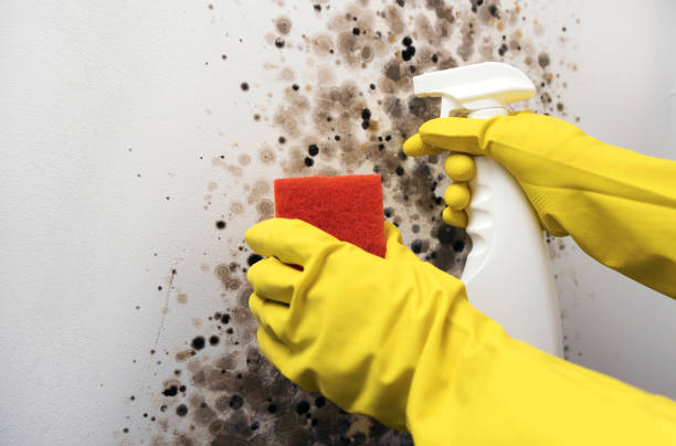 Best Insurance-Related Mold Remediation in Gun Barrel City, TX