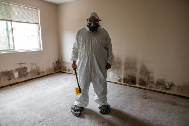 Professional Mold Remediation in Gun Barrel City, TX