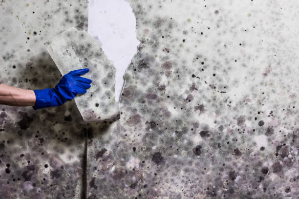 Best Commercial Mold Remediation in Gun Barrel City, TX